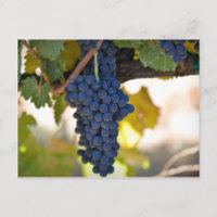 Uvas rojas en el vino que se usaba para hacer vino