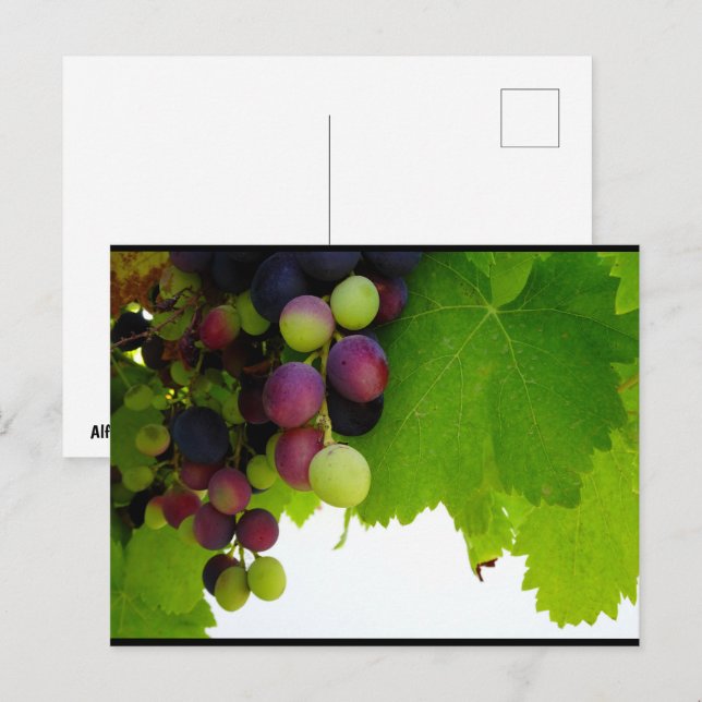 Postal Uvas Rojas en la Vid (Anverso / Reverso)
