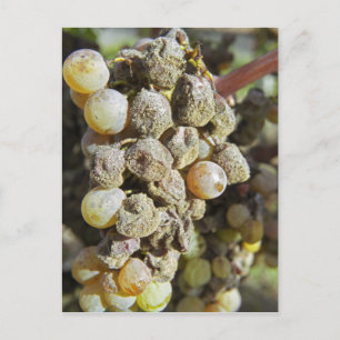 Postal Uvas Semillon con podredumbre noble en el momento