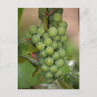 Postal Uvas Seneca