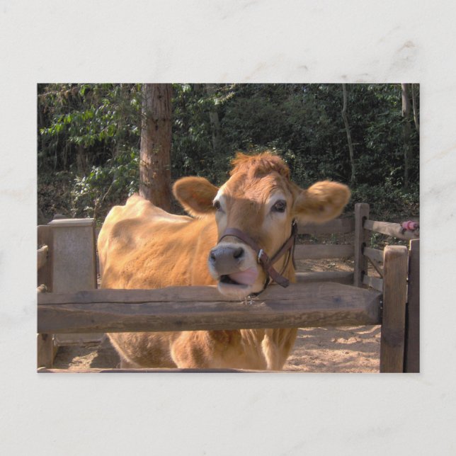 Postal Vaca (Anverso)