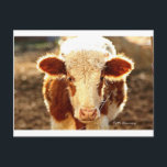 Postal Vaca<br><div class="desc">Esta ternera dulce vuelve a estar iluminada por un sol de verano de Texas temprano por la mañana.</div>