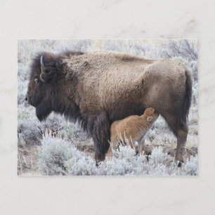 Postal Vaca amamantando a una cría de bisonte, Yellowston