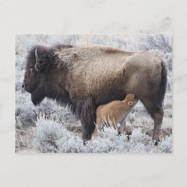 Postal Vaca amamantando a una cría de bisonte, Yellowston (Anverso)