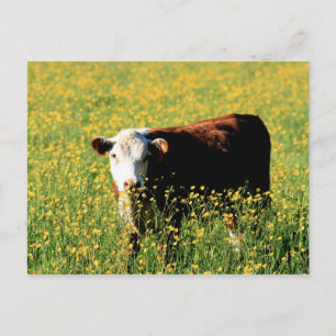 Postal Vaca bebé en un campo de Dandelions