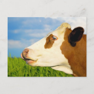 Postal Vaca blanca marrón mirando hacia delante.