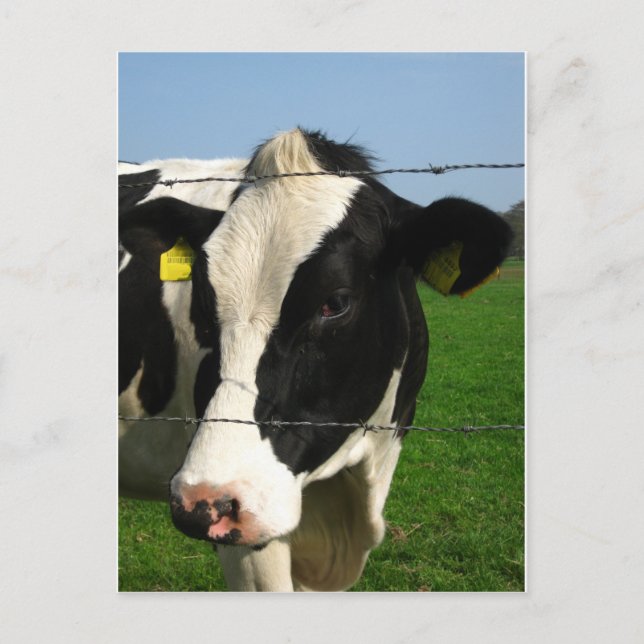 Postal vaca blanca y negra cierra (Anverso)