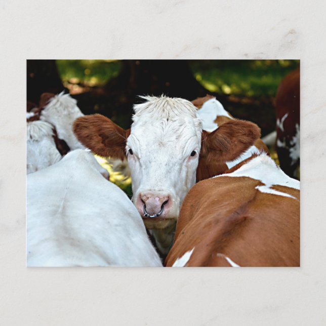 Postal Vaca con un anillo en las fosas nasales (Anverso)