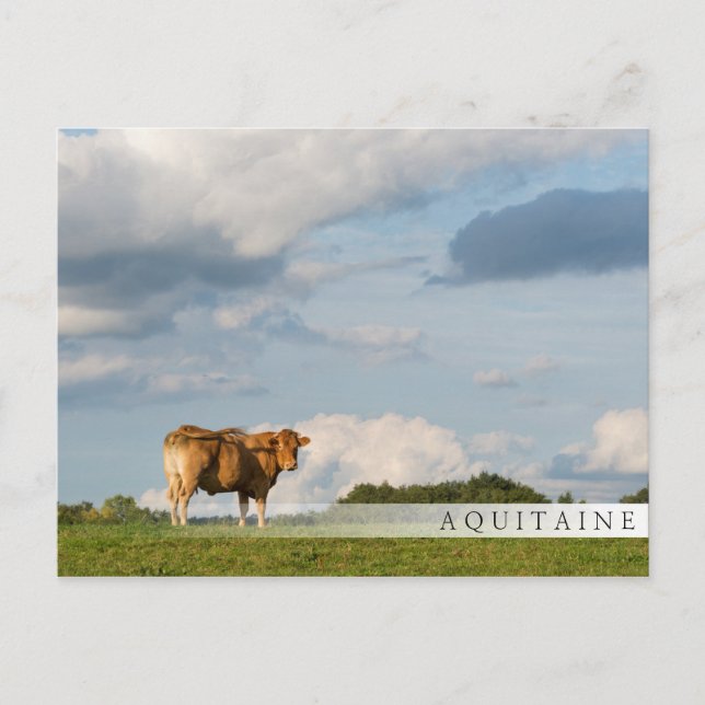 Postal Vaca de Blonde d'Aquitaine en la región de Dordogn (Anverso)