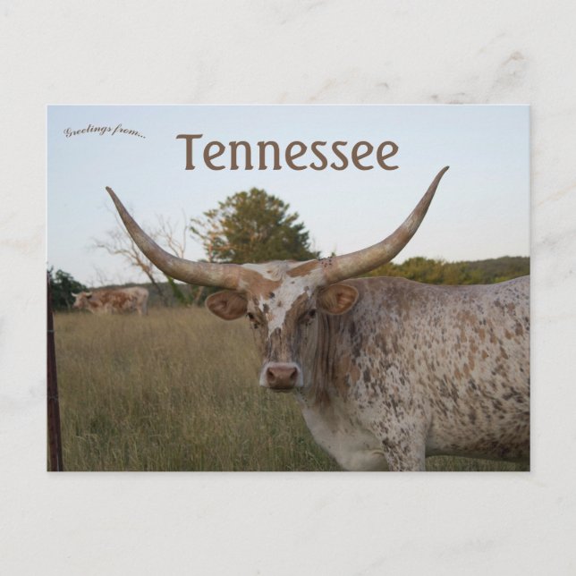 Postal Vaca de cuerno larga en Tennessee (Anverso)