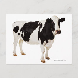 Postal Vaca de Holstein (Bos taurus)