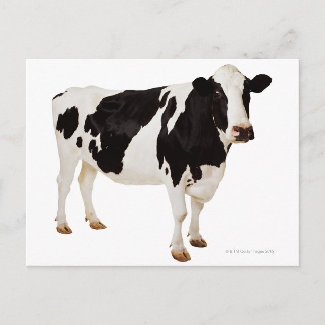 Postal Vaca de Holstein (Bos taurus) (Anverso)