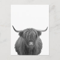 Vaca de las Tierras Altas Escocia Negro Blanco Rús