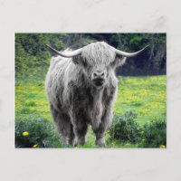 Vaca de las Tierras Altas Escocia Rústica