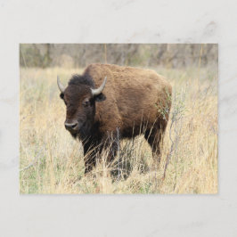 Postal Vaca de venado en Flint Hills, Kansas