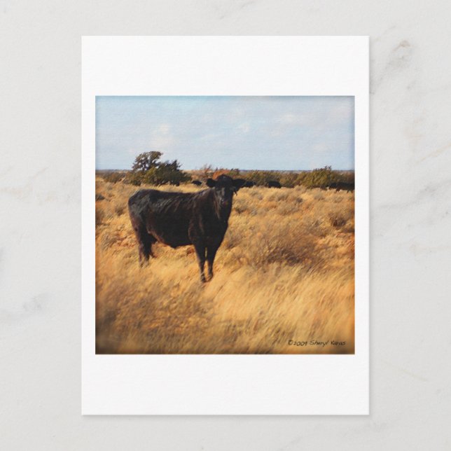 Postal Vaca en el campo (Anverso)