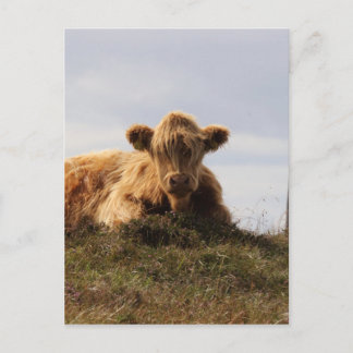 Postal Vaca en la isla de Islay, Escocia