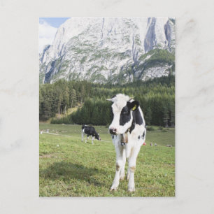 Postal Vaca En Un Parto, Fie Allo Sciliar, Alto Adige,
