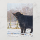 Postal Vaca escocesa negra del montañés en nieve del