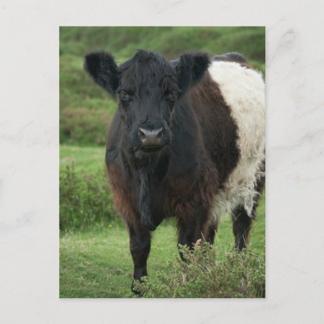 Postal Vaca Galloway Bellada (Anverso)