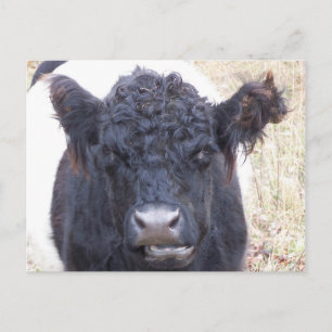 Postal Vaca Galloway Bellada - Emma