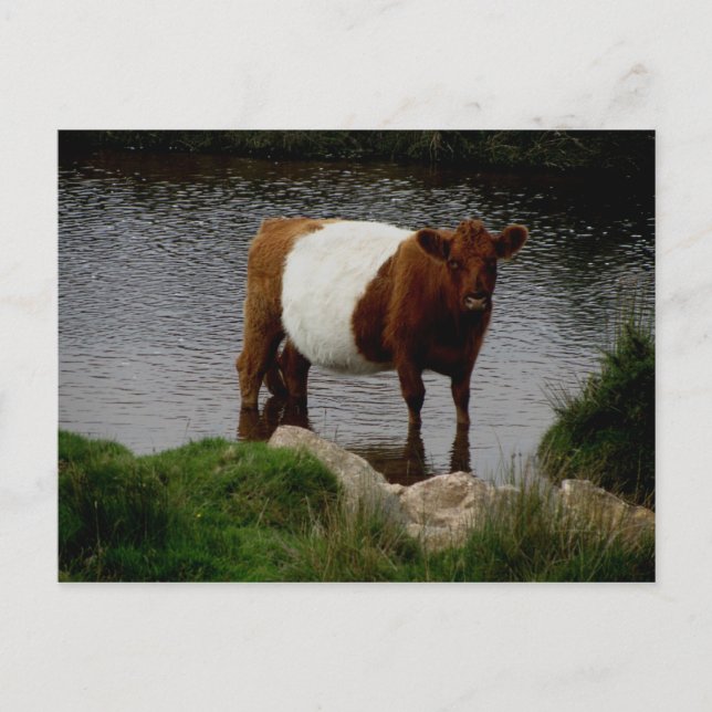 Postal Vaca Galloway con cinturón de Dartmoor de pie en e (Anverso)