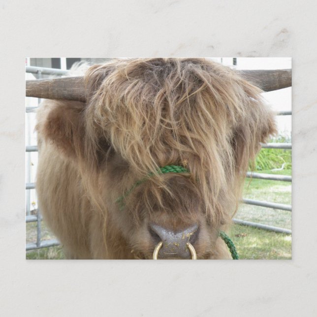 Postal Vaca Highland (Anverso)