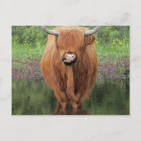 Vaca Highland