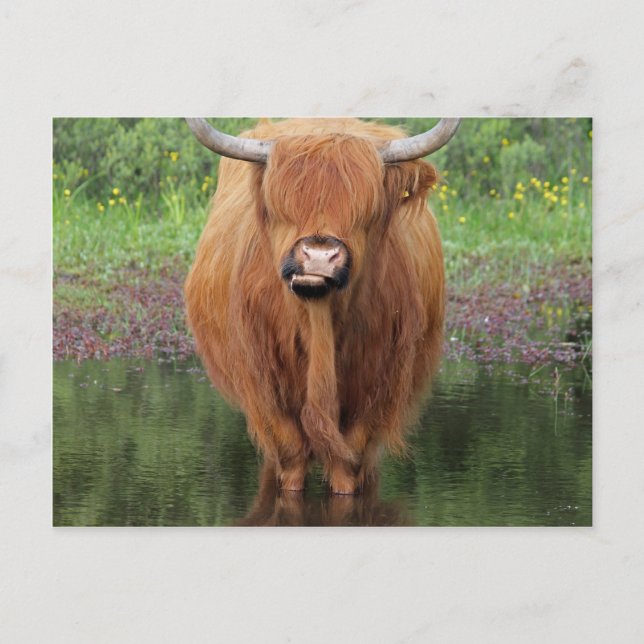 Postal Vaca Highland (Anverso)