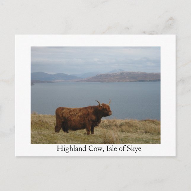 Postal Vaca Highland (Anverso)