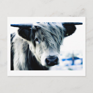 Postal Vaca Highland