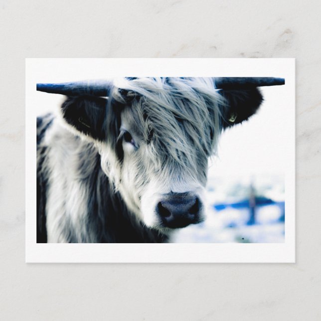 Postal Vaca Highland (Anverso)