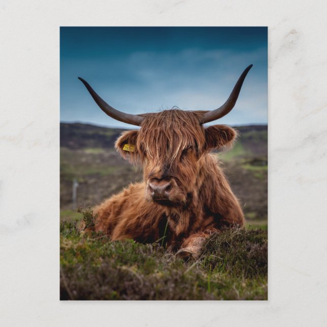 Postal Vaca Highland (Anverso)