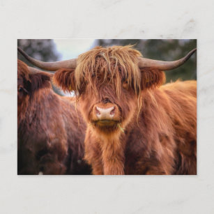 Postal Vaca Highland de Escocia