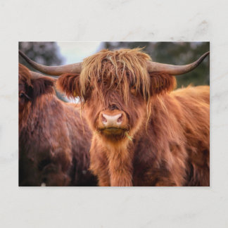 Postal Vaca Highland de Escocia
