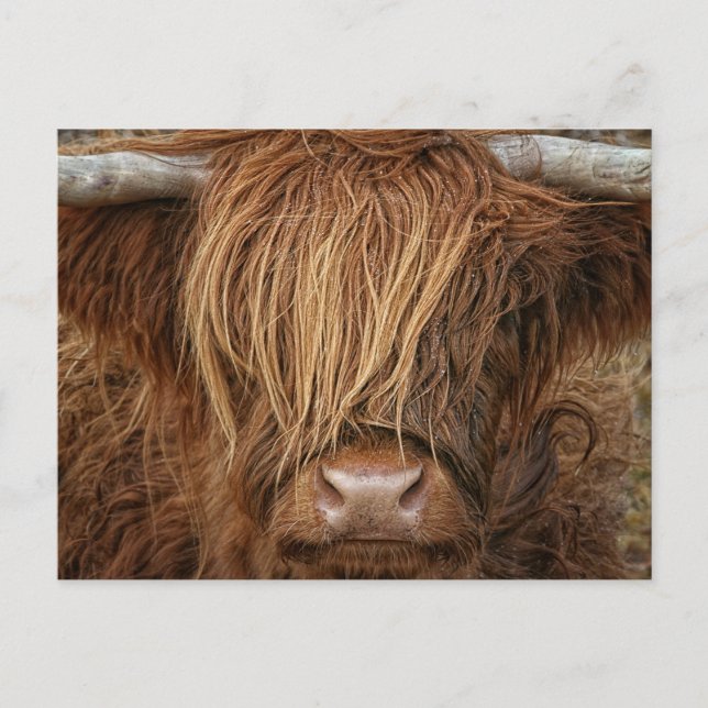 Postal Vaca Highland de Escocia (Anverso)