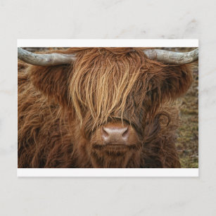 Postal Vaca Highland de Escocia - Escocia