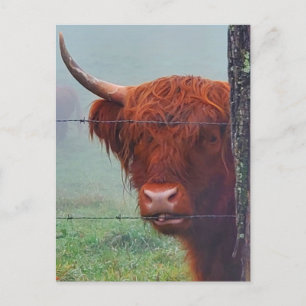 Postal Vaca Highland Morder Una cerca de alambre