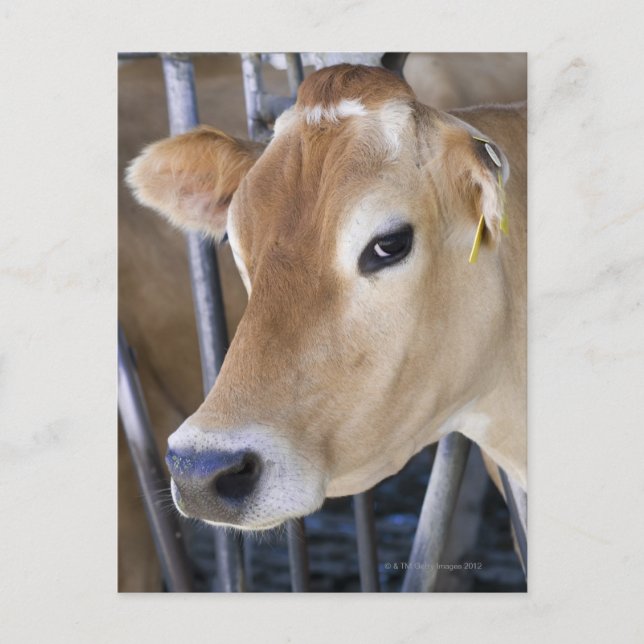 Postal Vaca lechera de Jersey con la cabeza encerrada.