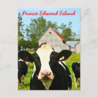 Vaca lechera de la isla de Edward