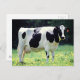 Postal Vaca lechera de Wisconsin (Anverso / Reverso)