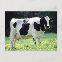 Vaca lechera de Wisconsin