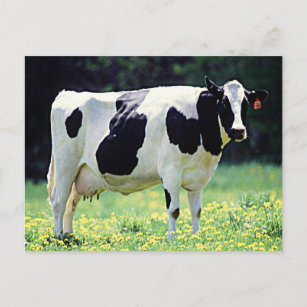 Postal Vaca lechera de Wisconsin