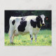 Postal Vaca lechera de Wisconsin (Anverso)