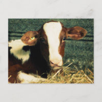 Vaca lechera marrón y blanca