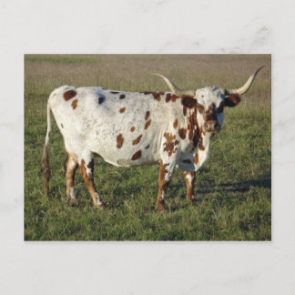 Postal Vaca Longhorn de Texas