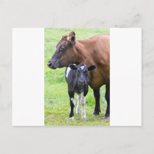 Postal Vaca madre parda con ternera blanca negra