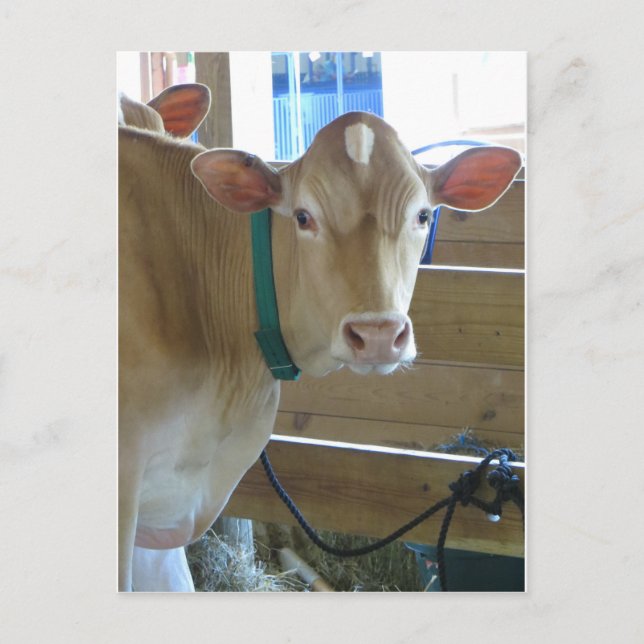 Postal Vaca marrón (Anverso)