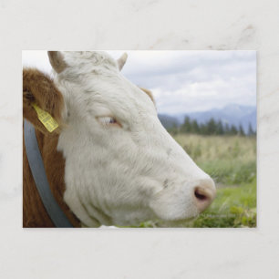 Postal Vaca marrón con un cartel en su oído en un feedlot