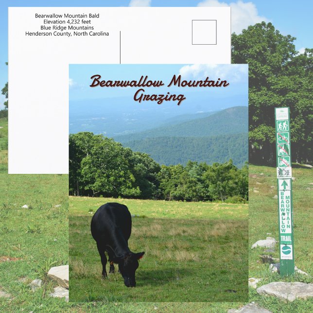 Postal Vaca Monte Bearwallow Montañas Blue Ridge NC (Subido por el creador)